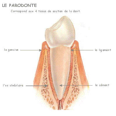 parodonte